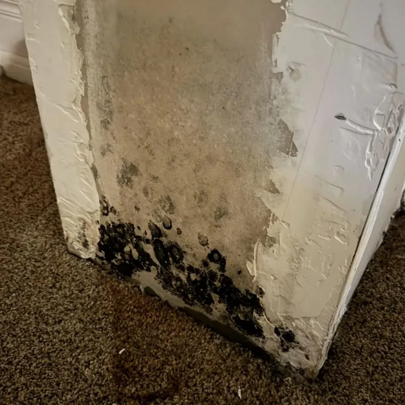 Professional Mold Removal in Hinckley, MN